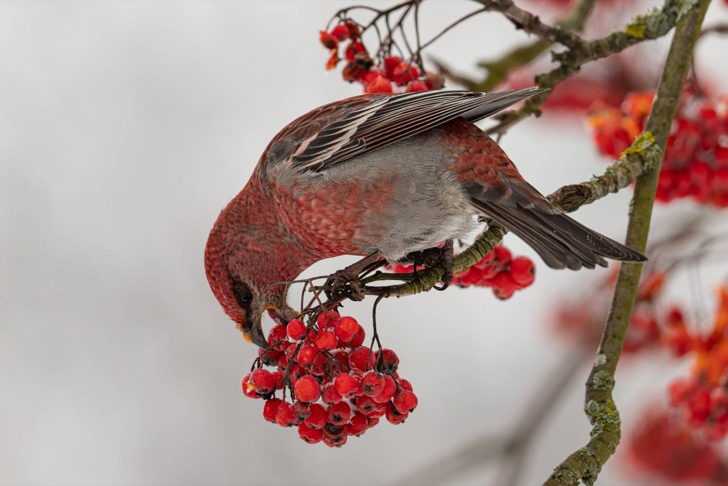 щур, птицы, рябина, Ruslan Pl