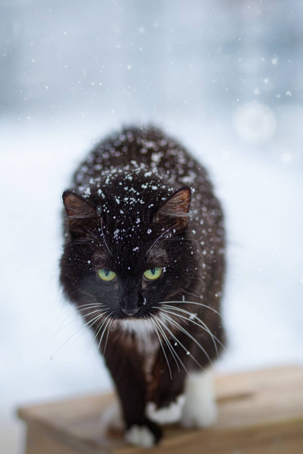 , Рязанцева Анастасия