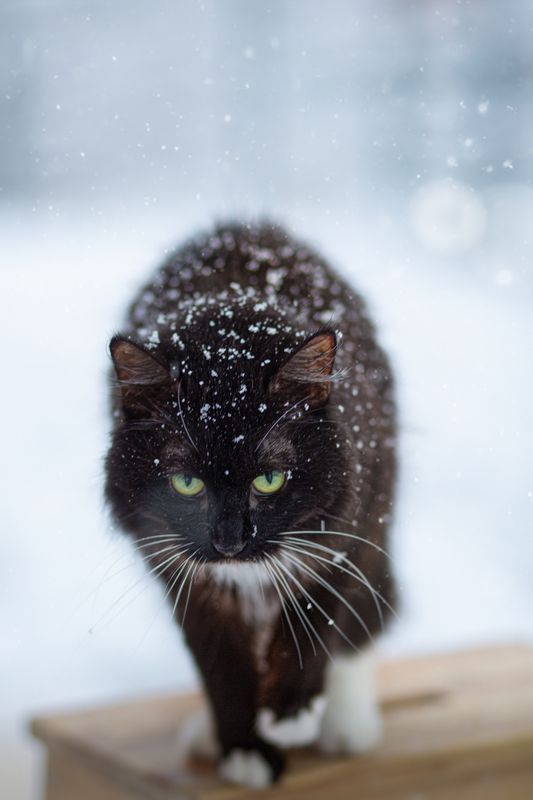 Коша Мася фото превью