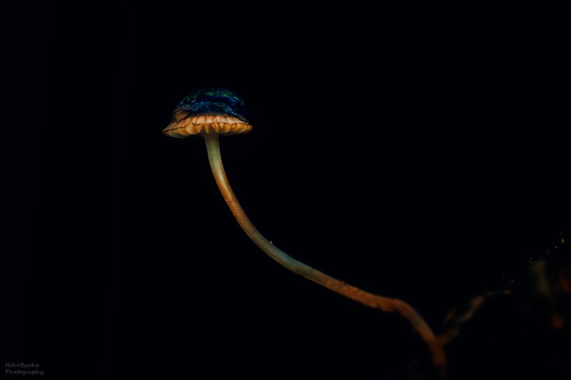 Грибные истории фото превью