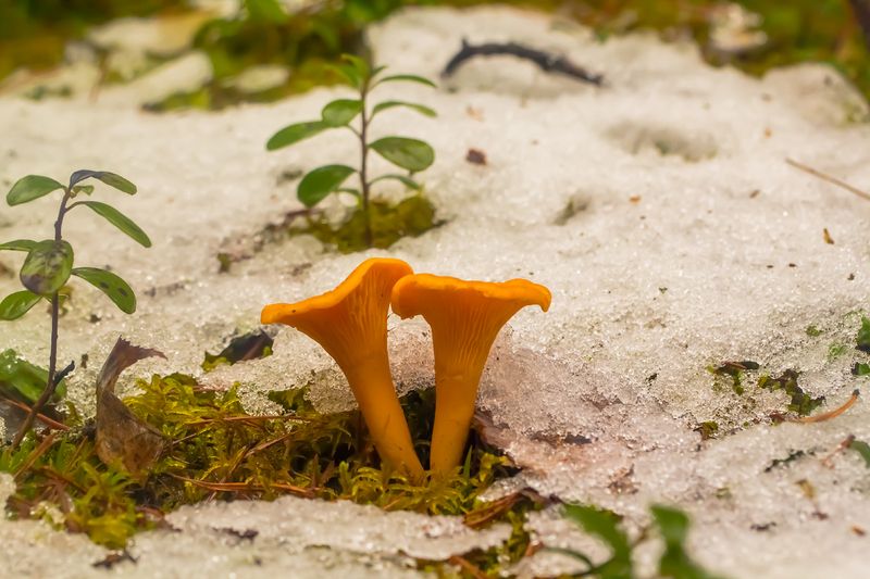 .... фото превью