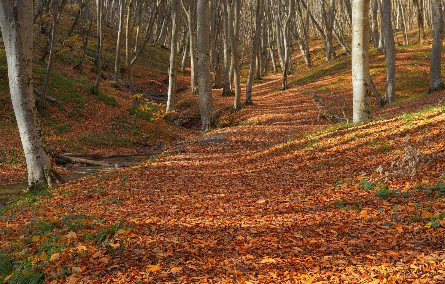 осень листва утро лес, Александр Жарников