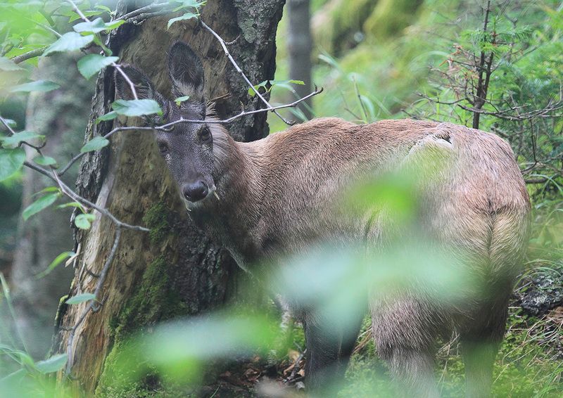 кабарга Кабарга фото превью