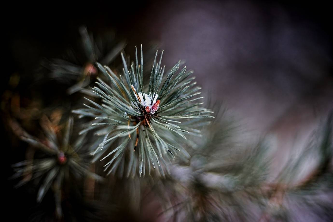 , Орлов Олег