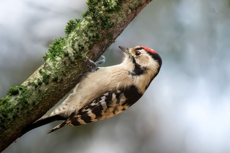 птицы, осень, природа, дятел, малый пёстрый дятел, фотоохота, природа, лес, birds, birdwatching, wildlife, woodpecker, lesser spotted woodpecker Малый пёстрый дятел в осеннем лесу фото превью