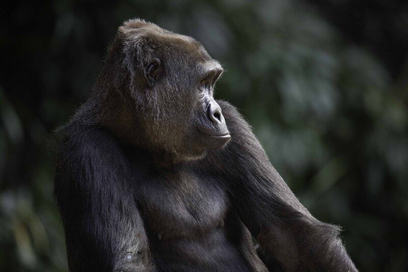 West lowland gorilla фото превью