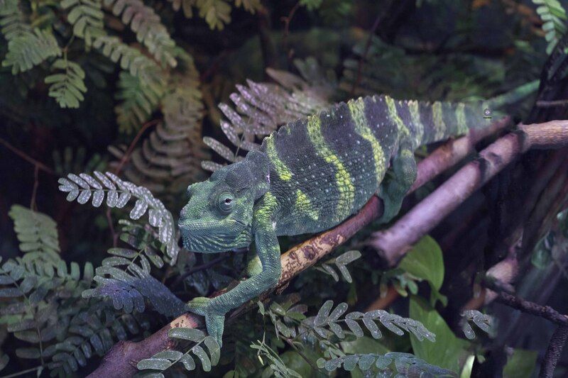 Chameleon фото превью