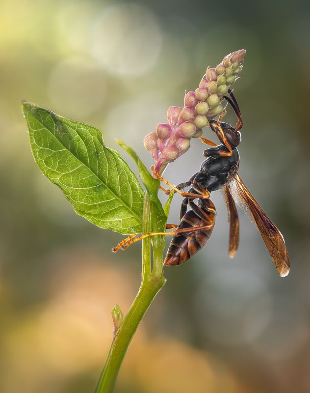 wasp, insect, macro, nature, wild, insects, bee, flower, summer, spring, autumn, fall, Sticky situation фото превью