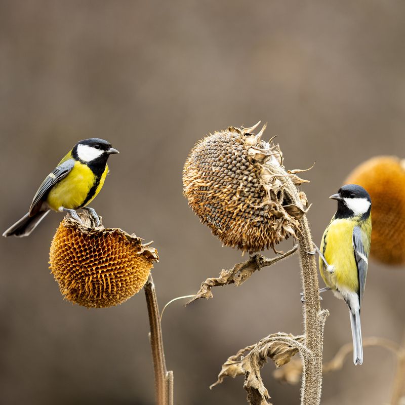 природа *** фото превью