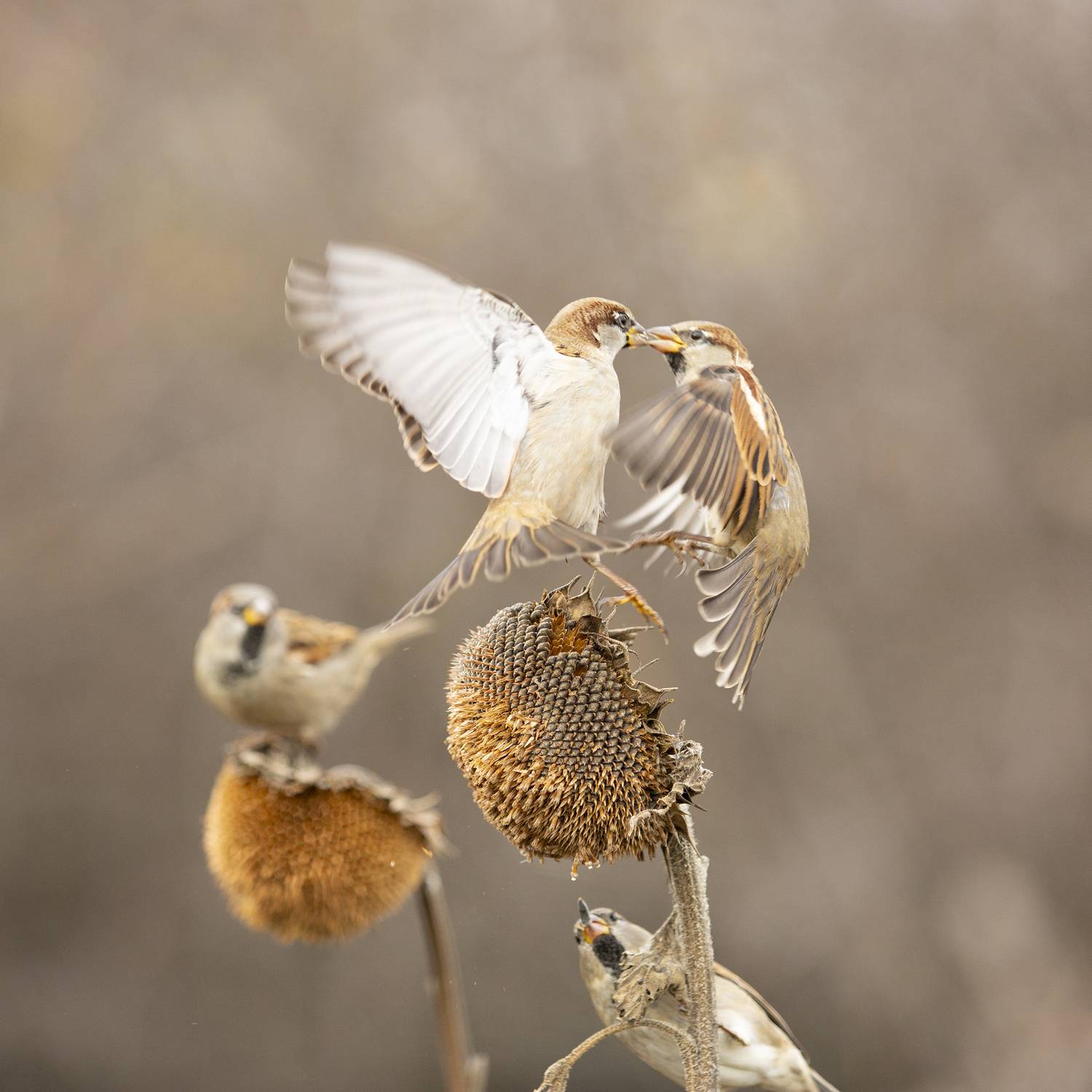 природа, Валерий Черняк