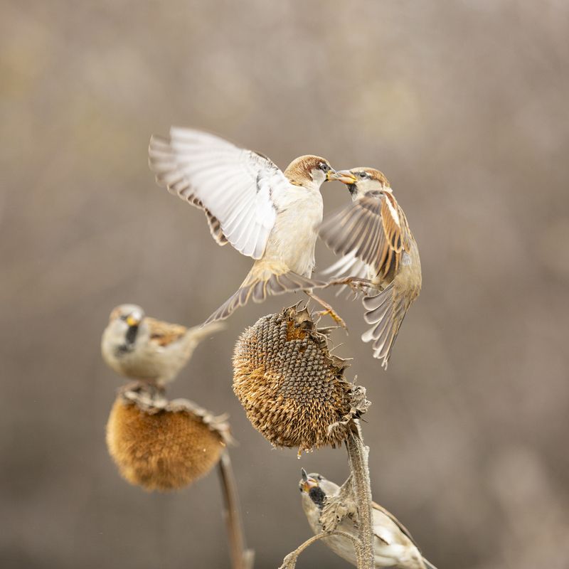 природа Бои фото превью