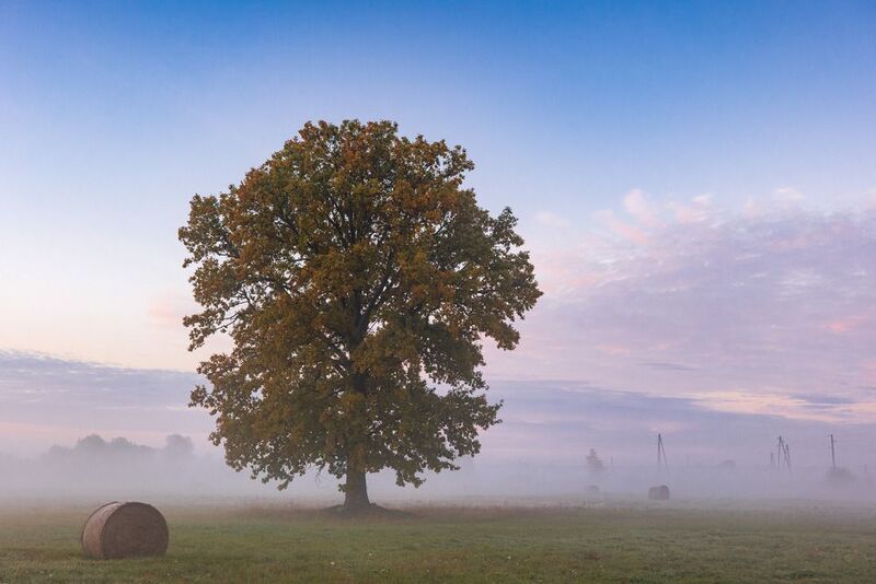 Туманное утро фото превью