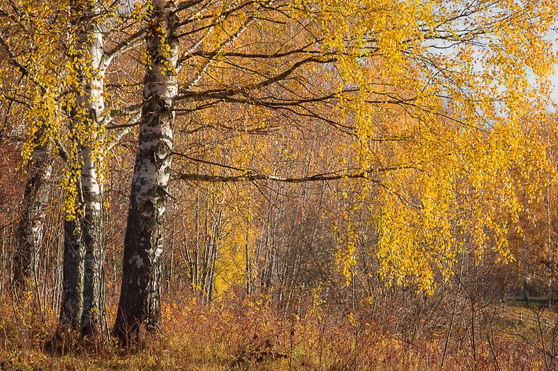 природа, пейзаж, осень, сентябрь, октябрь, лес, республика коми, сыктывкар  фото превью