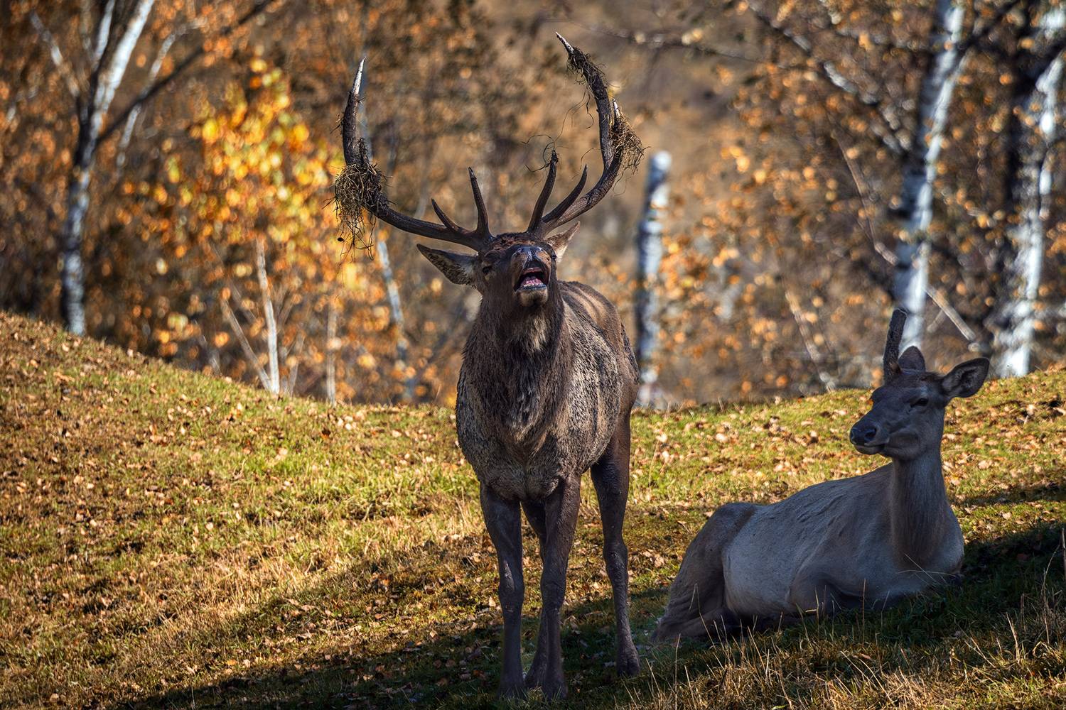 , Бодрягин Виталий