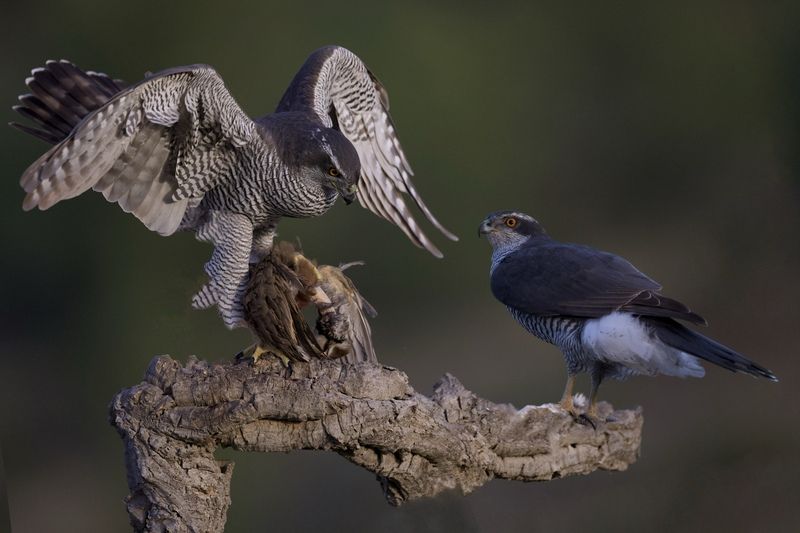 Northern Goshawks фото превью