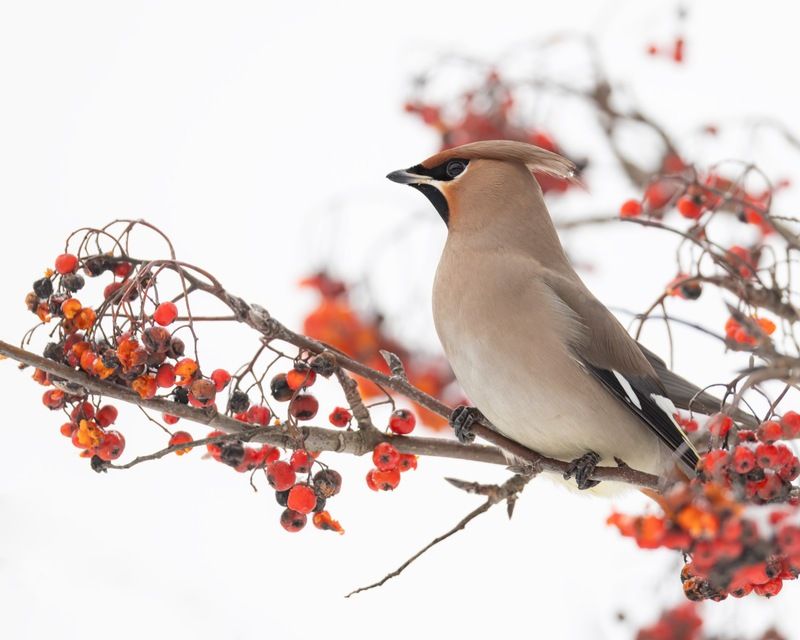 свиристель, рябина, птицы Свиристель фото превью