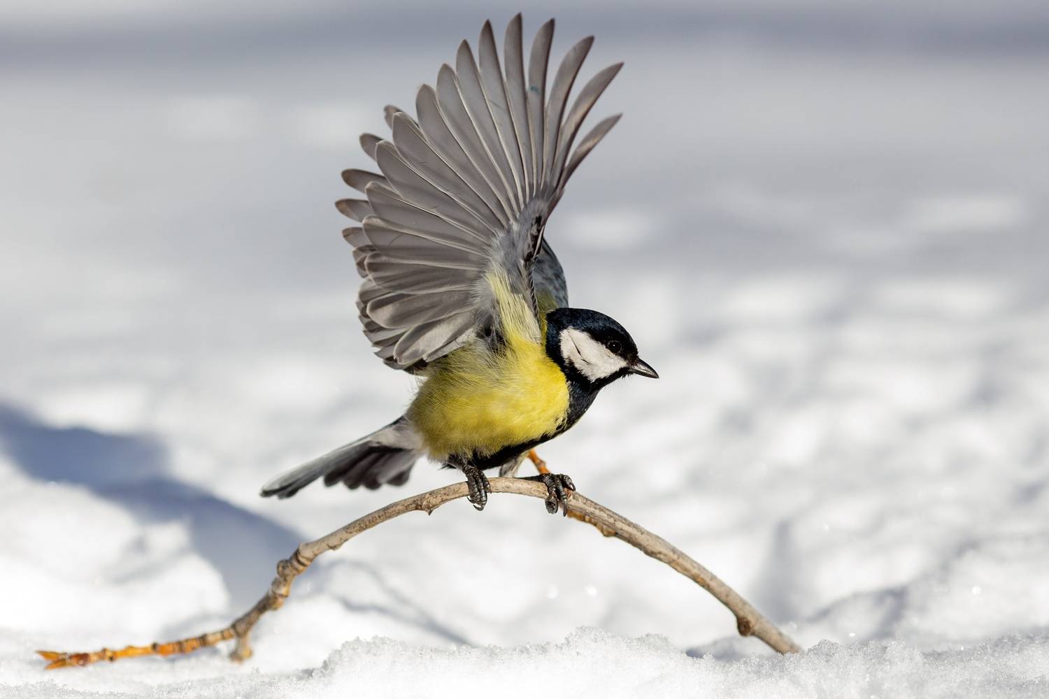 , Сосновских Вячеслав