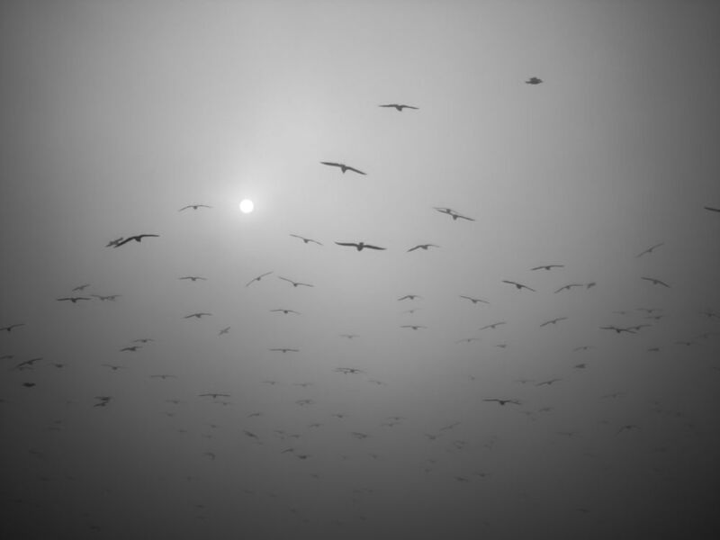 Flying away фото превью