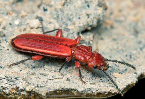 Cucujus clavipes