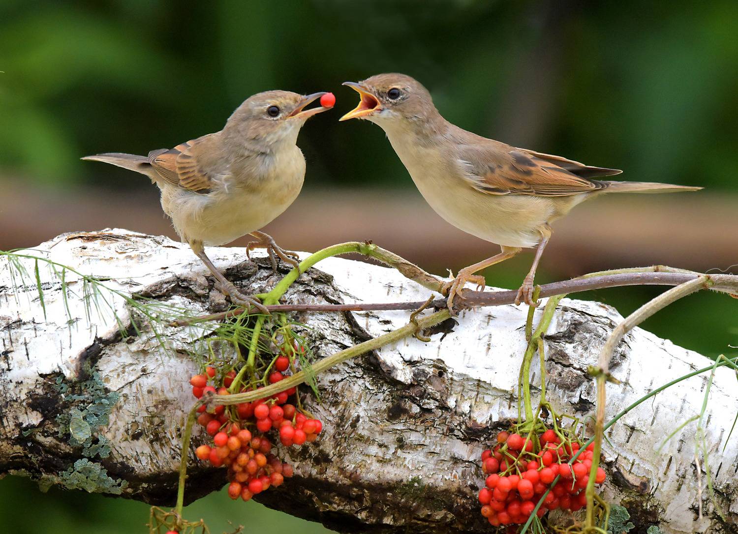 , Белоусов Михаил