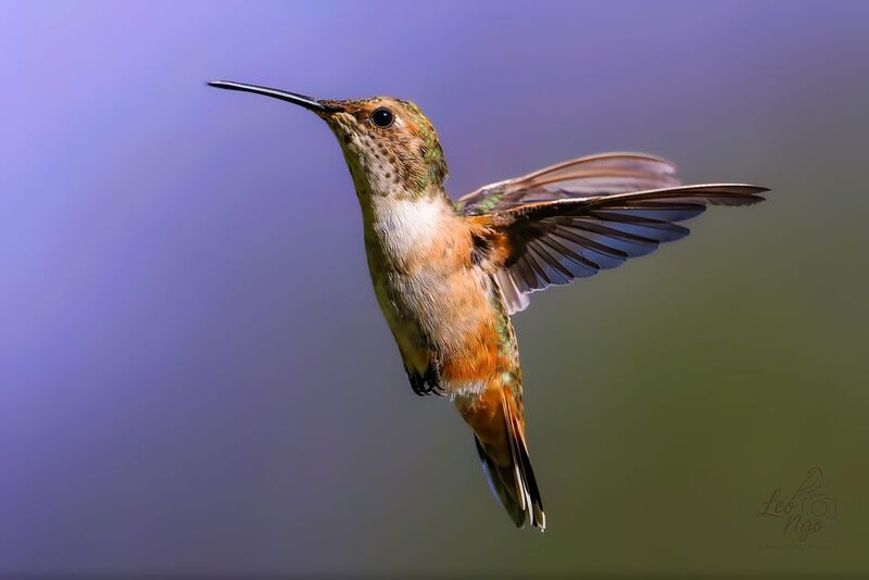 Allen’s Hummingbird (Selasphorus sasin) фото превью