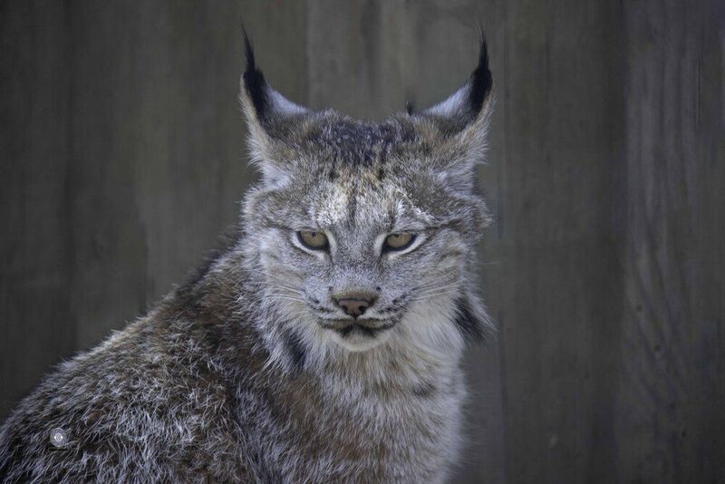 Canada lynx фото превью