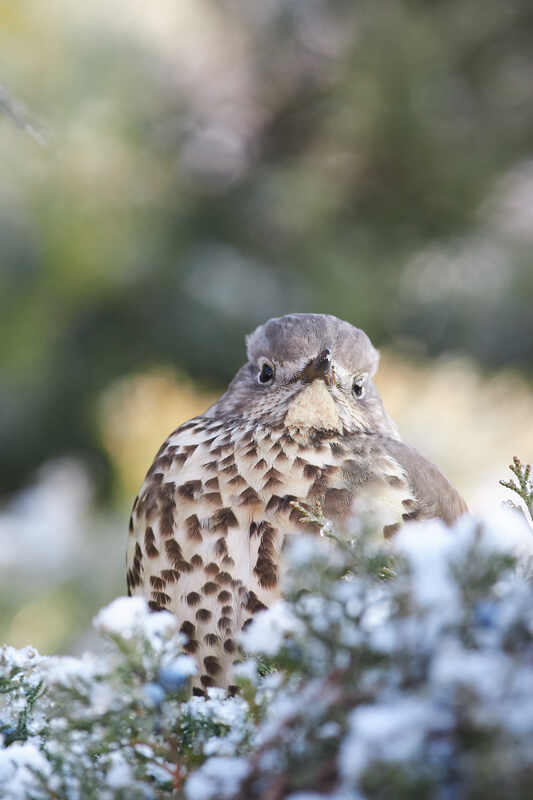 Деряба фото превью