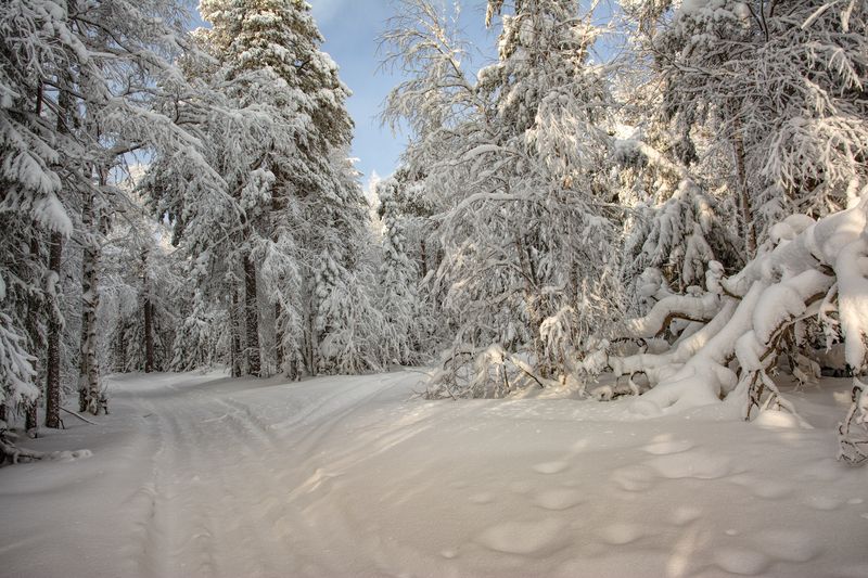 Белоснежная зима фото превью