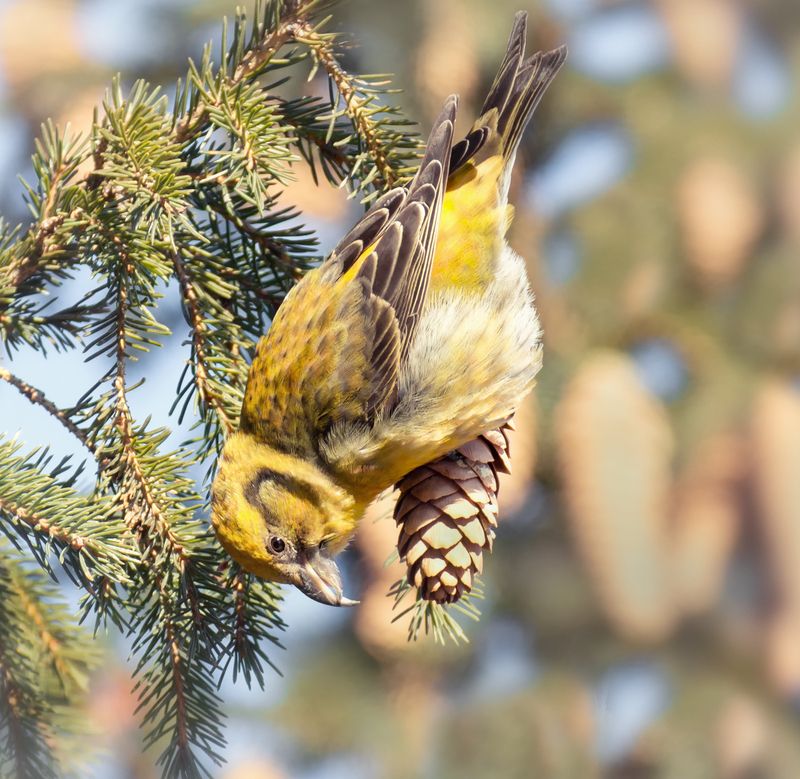 Клёст еловик. фото превью
