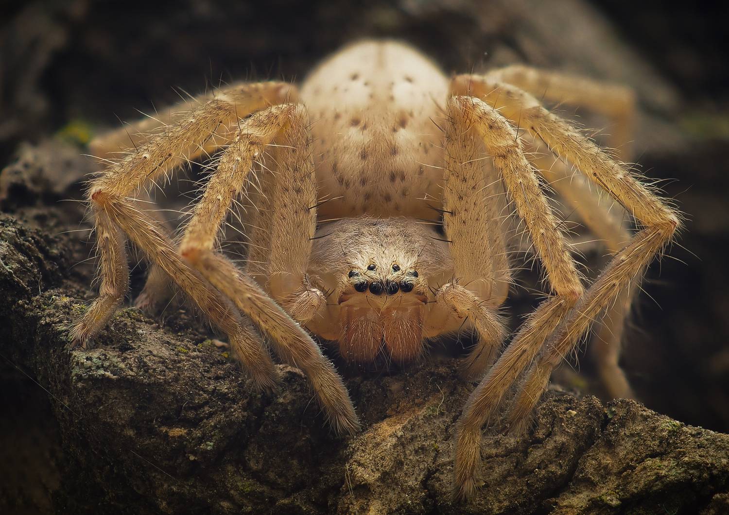 , Юрий Говорков