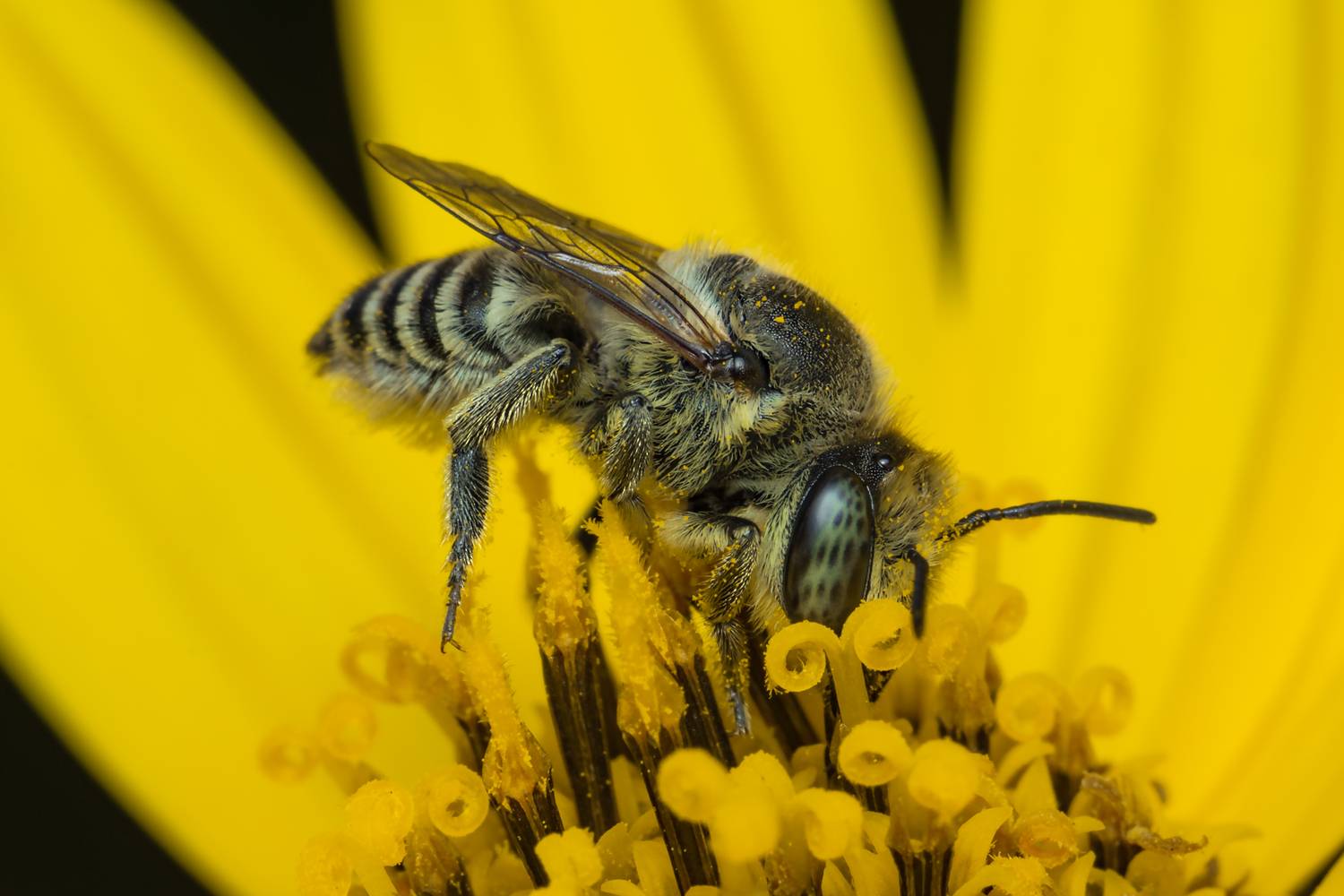 макро,вега11у,ставрополь, Denis Vetrenko