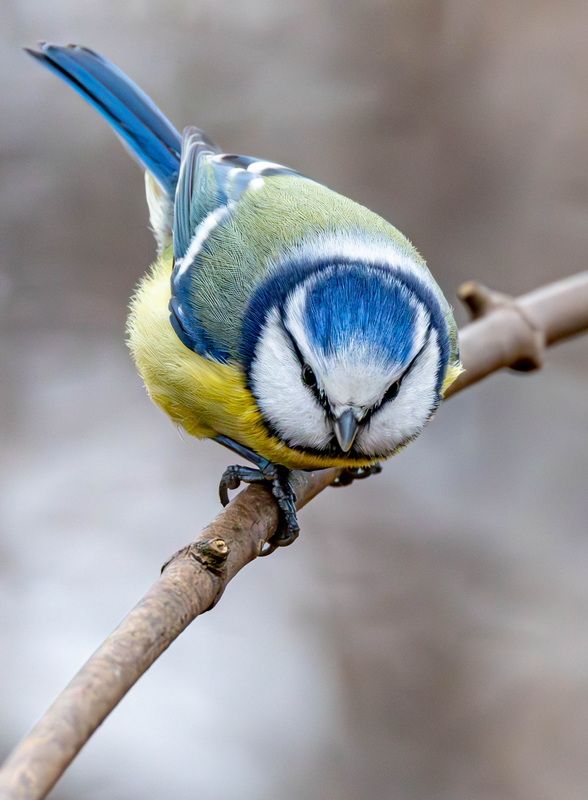 Лазоревка фото превью
