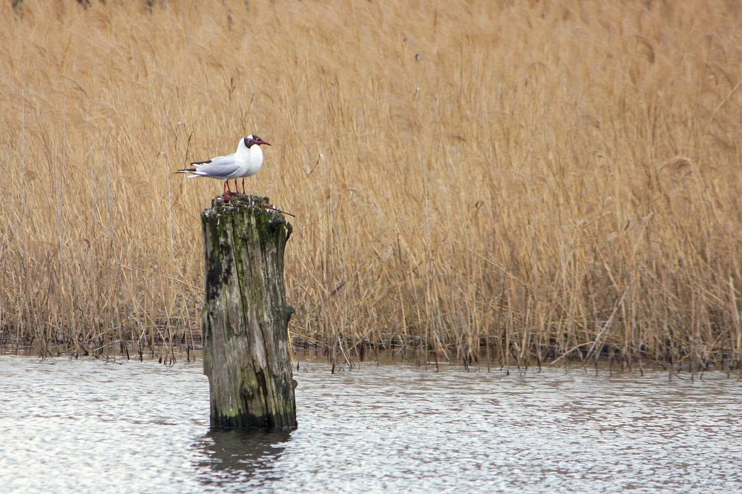 чайка, озёрная чайка, обыкновенная чайка, речная чайка, chroicocephalus ridibundus, КарОл