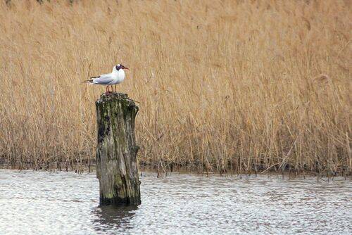 Пара озерных чаек
