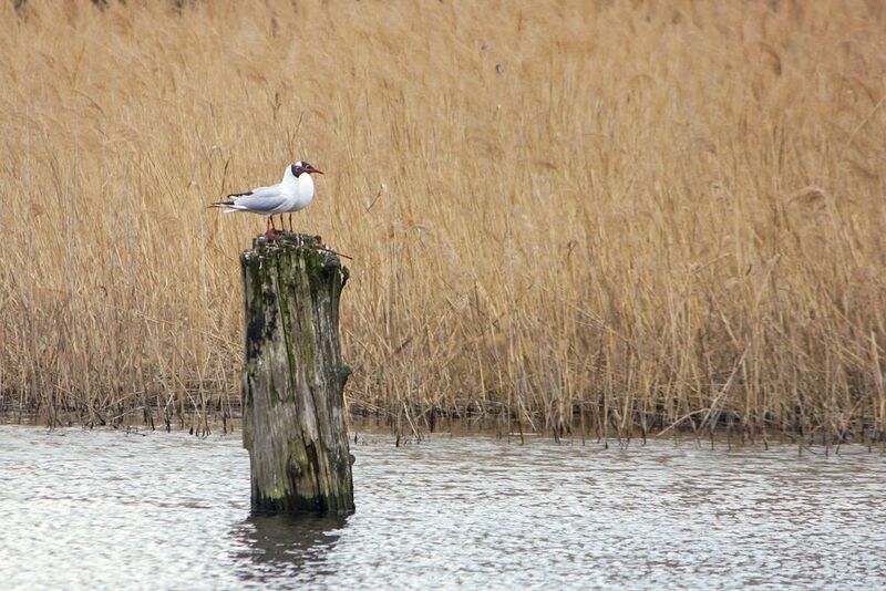 чайка, озёрная чайка, обыкновенная чайка, речная чайка, chroicocephalus ridibundus Пара озерных чаек фото превью