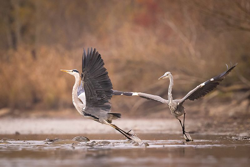 Herons фото превью