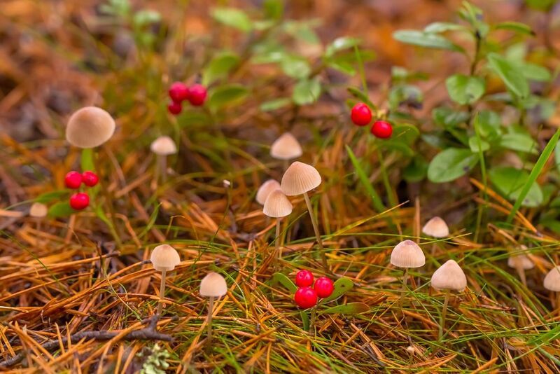 .... фото превью