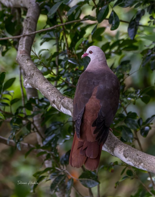 Розовый голубь (Mauritius pink pigeon).  Розовый голубь – редкая птица, единственный доживший до наших дней эндемичный вид голубей острова Маврикий. фото превью