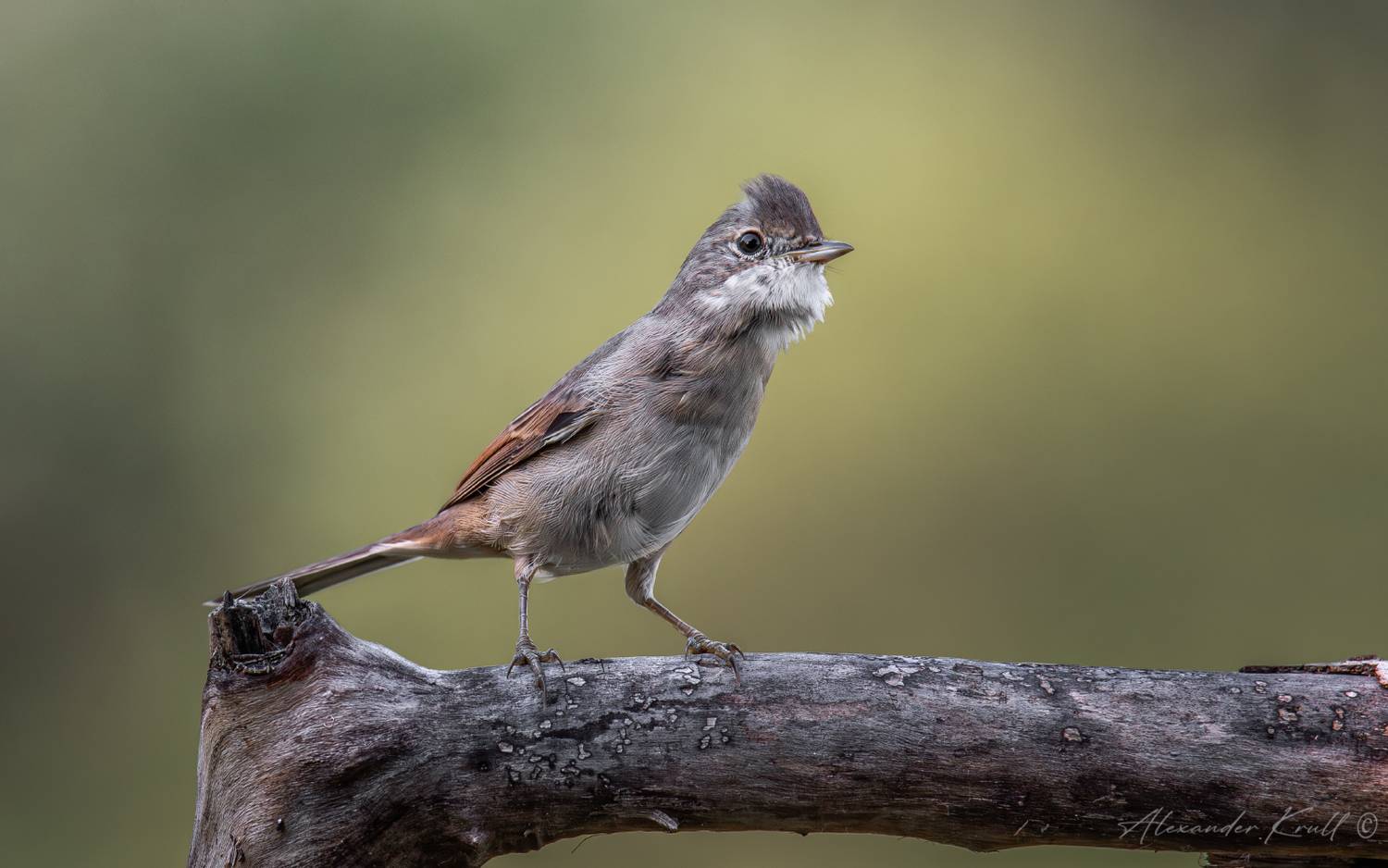 славка, серая славка, curruca communis, Круль Александр