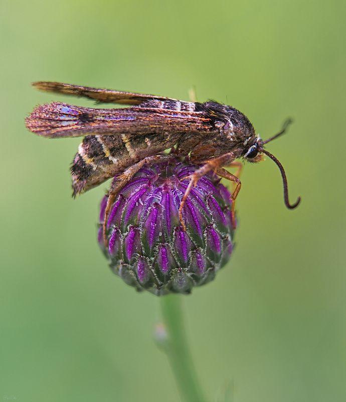 стеклянница *** фото превью