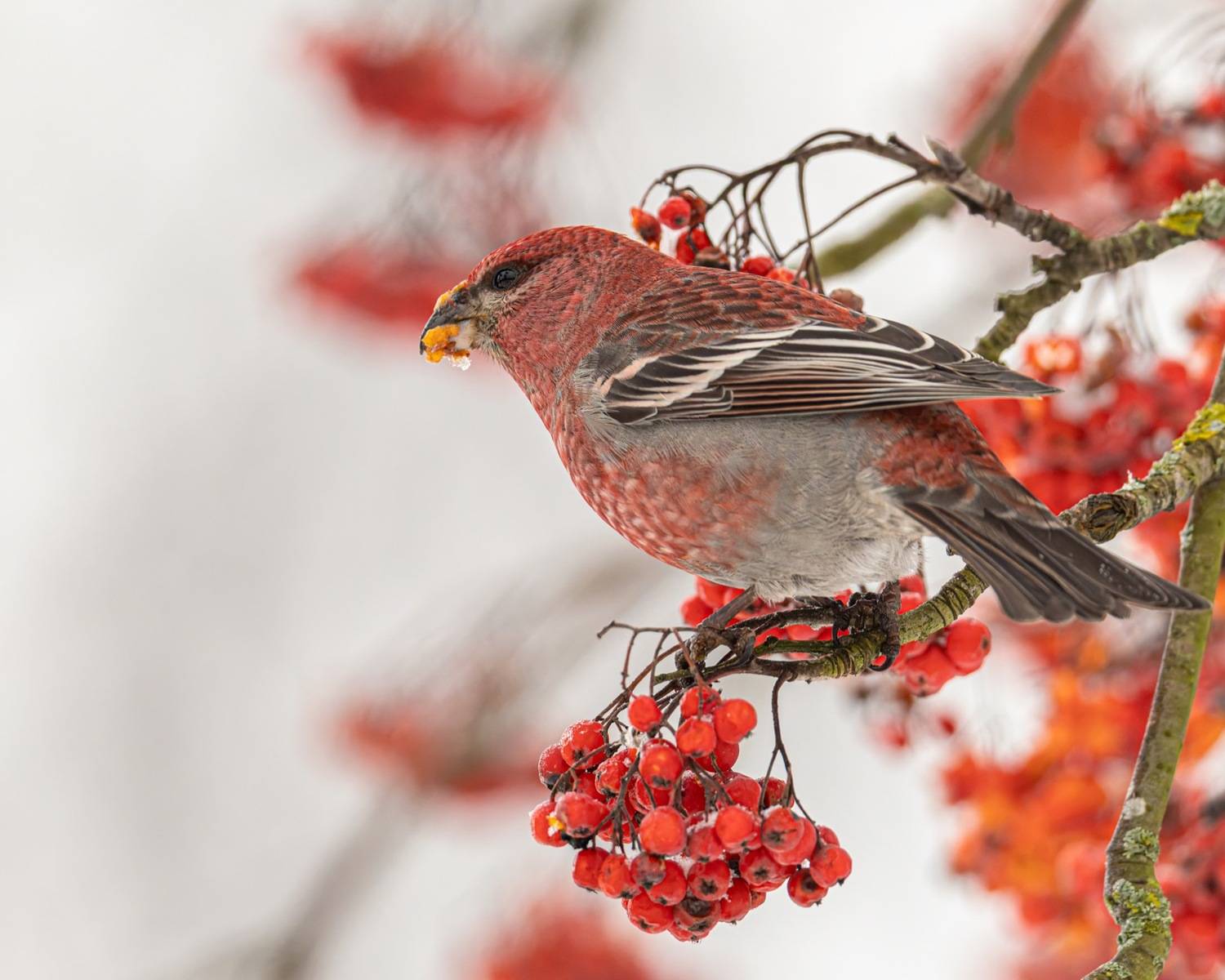 щур, птицы, рябина, Ruslan Pl