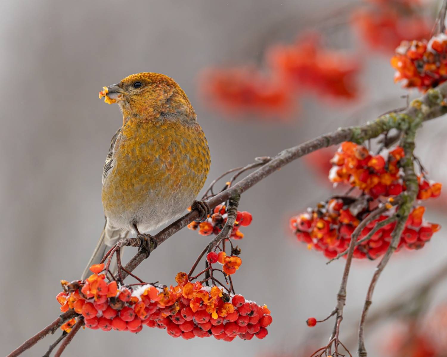 щур, птицы, рябина, Ruslan Pl