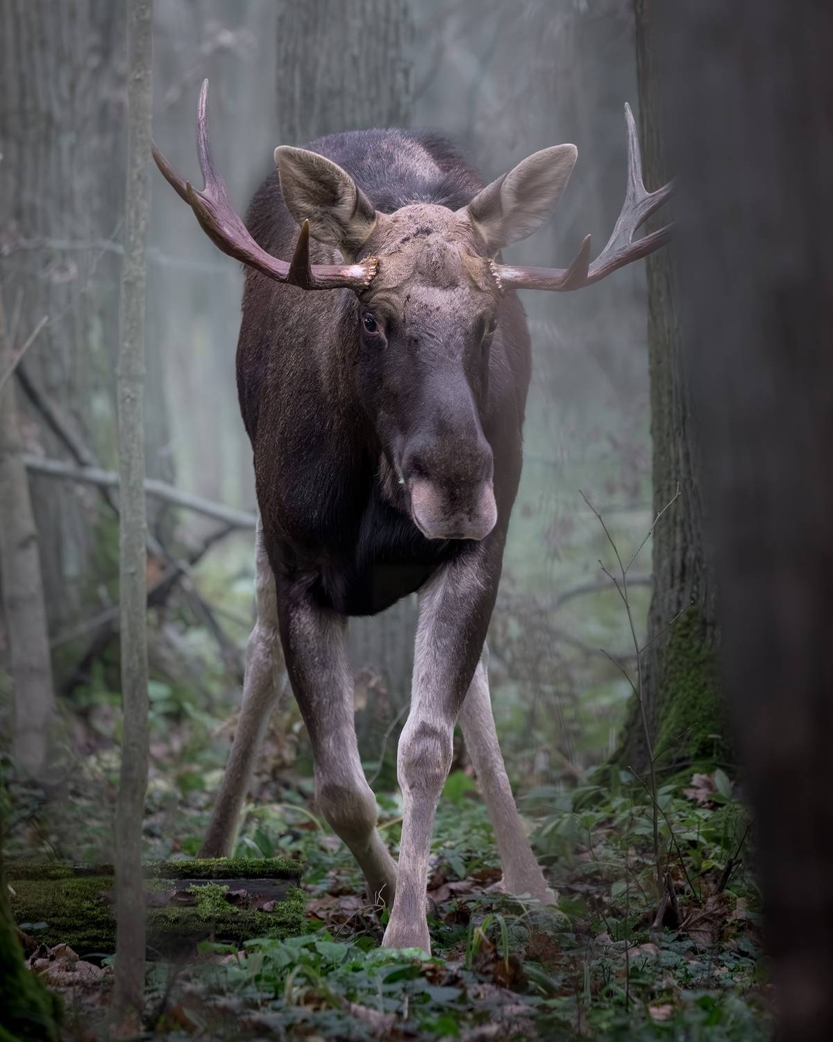 животные, лось, осень, лес, ноябрь, фотоохота, природа, moose, elk, animals, wildlife, Михаил Ездаков