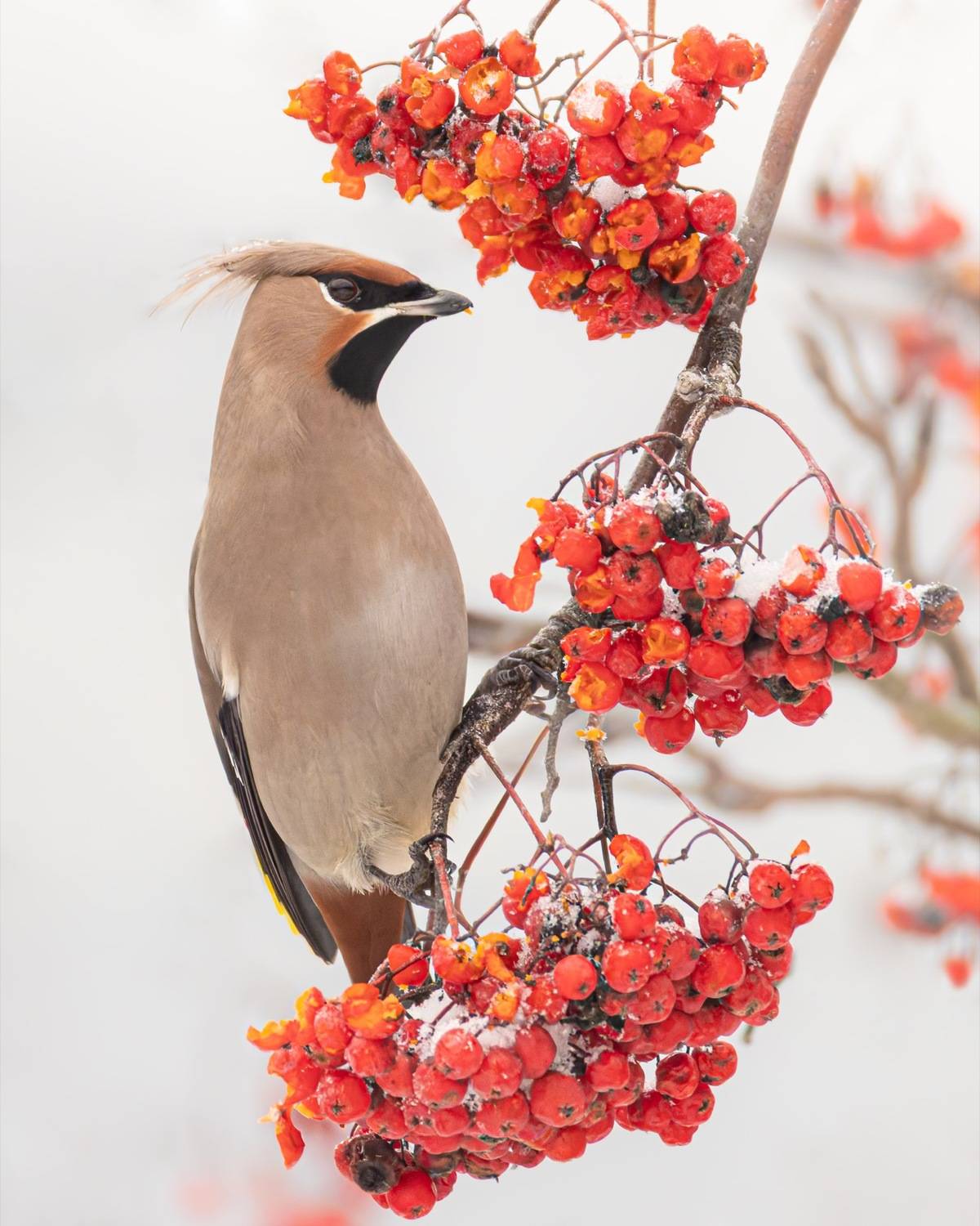 свиристель, рябина, птицы, Ruslan Pl