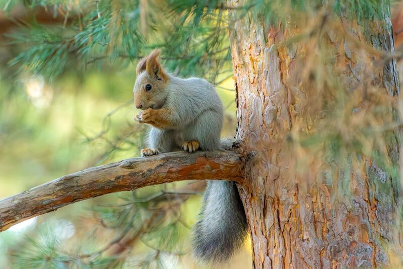 белка лакомка Лакомка фото превью