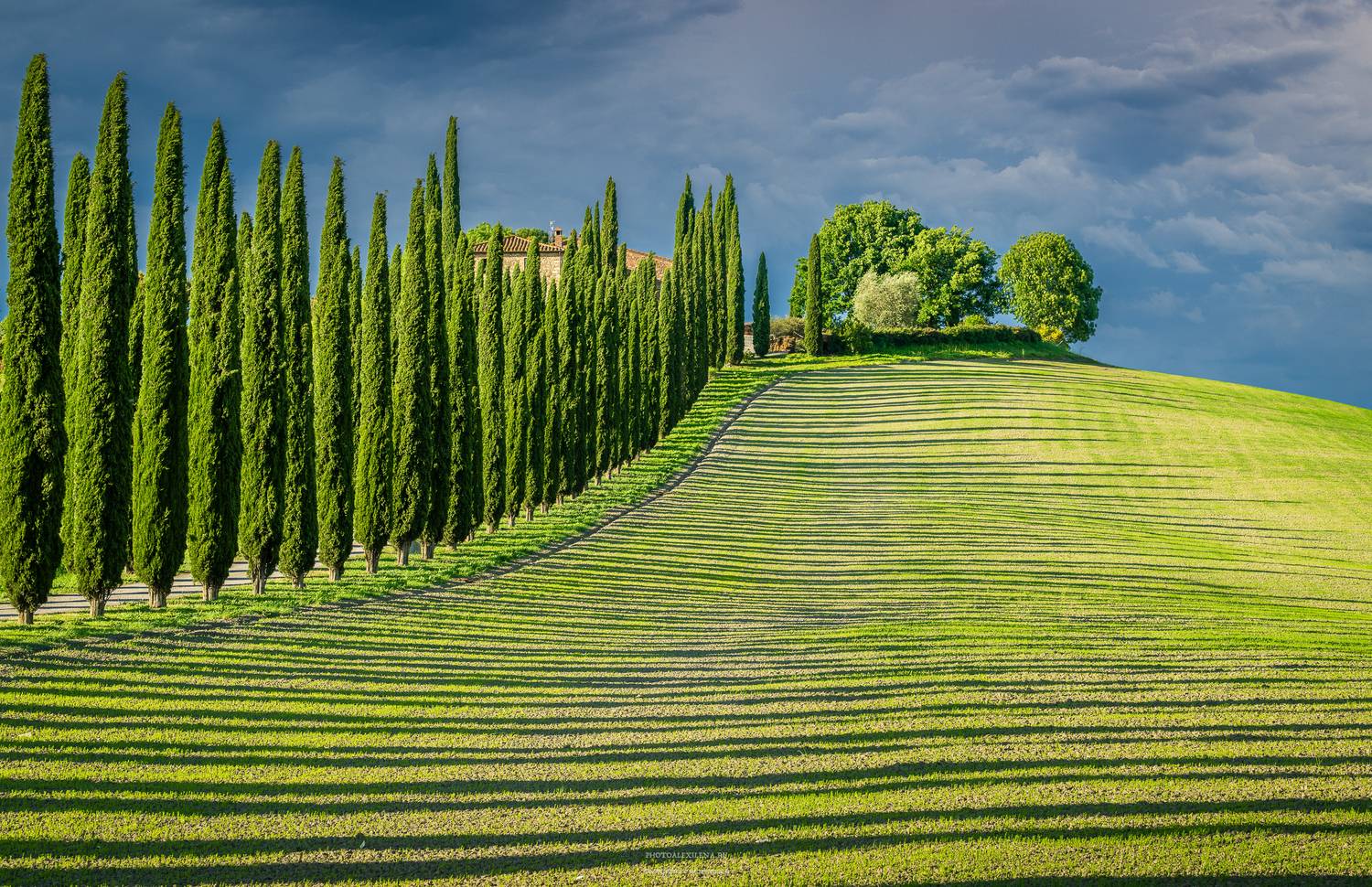 италия, тоскана, кипарисы, пейзаж, Александр Константинов