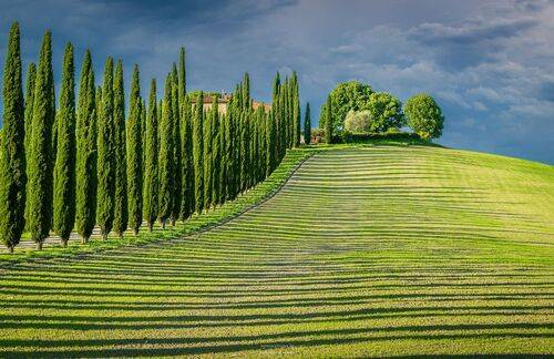 Кипарисы и тени