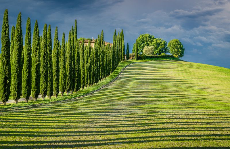 Кипарисы и тени фото превью