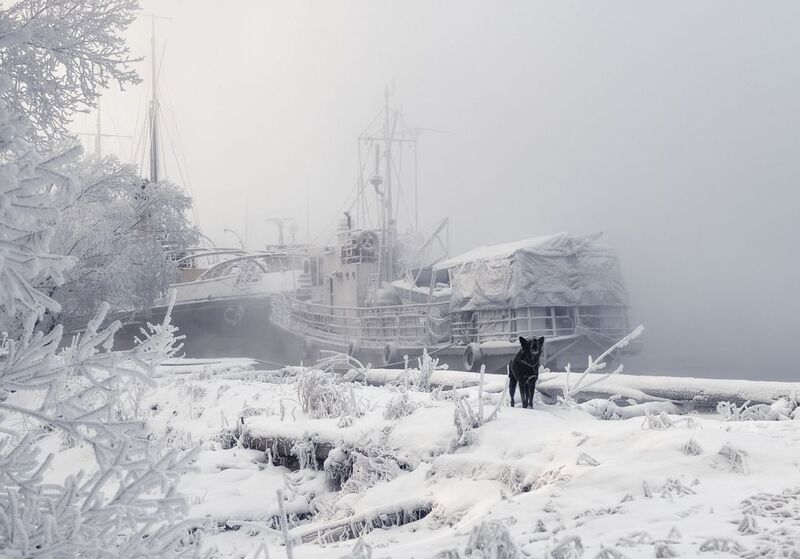 зима, мороз, енисей, сибирь, корабли, собака, иней, туман Зимняя стоянка фото превью