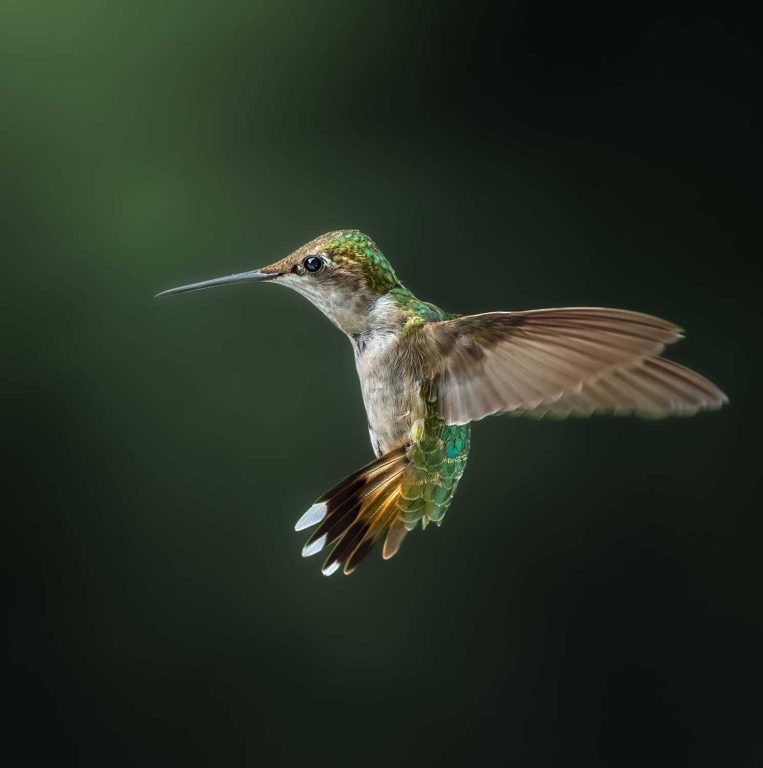 bird, humming, hummingbird, hummingbirds, hummer, rufous, nature, animals, wild, action, dynamic, Atul Saluja